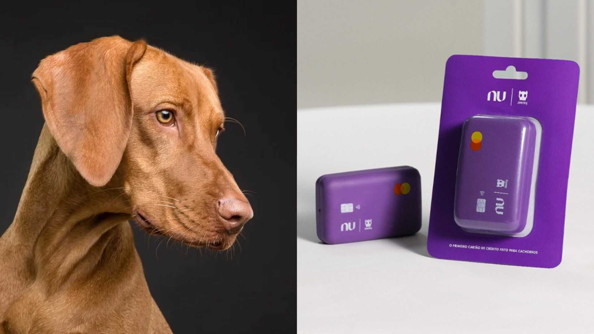 Imagem de um cão curioso olhando para o brinquedo NuDog, um brinquedo no formato de cartão de crédito para cães